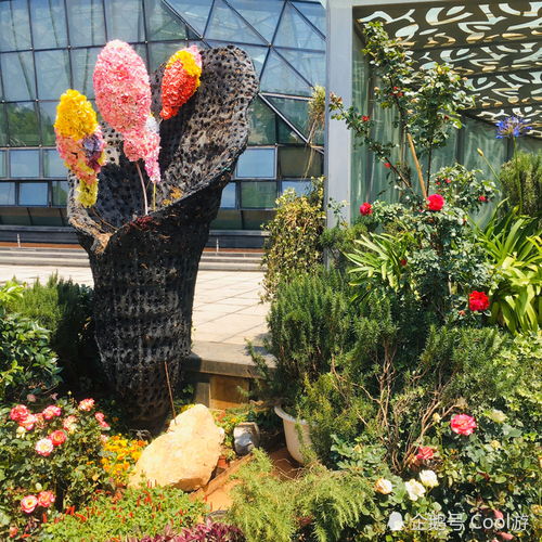 探秘河南之花：揭秘当地代表性花卉及其文化象征
