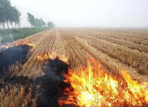 除草剂禁用：全面替代的挑战