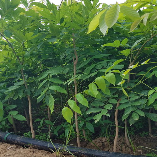 紫藤花苗种植基地