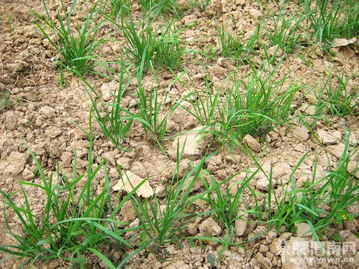 探讨油麦菜封闭除草剂配方中的Zui佳成分