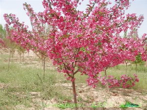 购买樱花树， 还需考虑其他因素