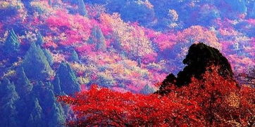 罚款2000元，公园黑名单三年