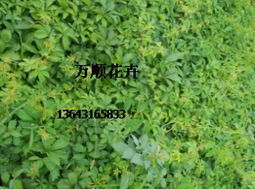 一、 爬山虎，名字中的力量