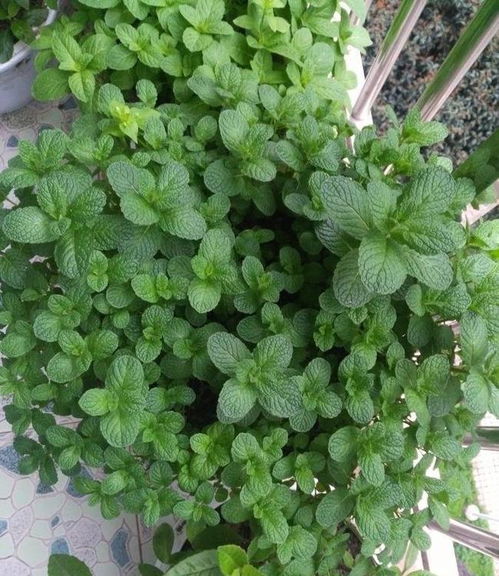 薄荷种子种植的时机