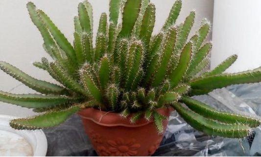 棕榈树种子种植方法：一步步走向成功的秘诀