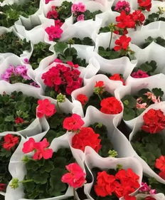 哈尔滨冬天的暖意：张阿姨的小院花海