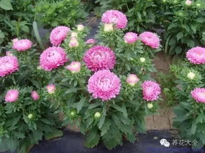 千屈菜， 耐寒的美丽