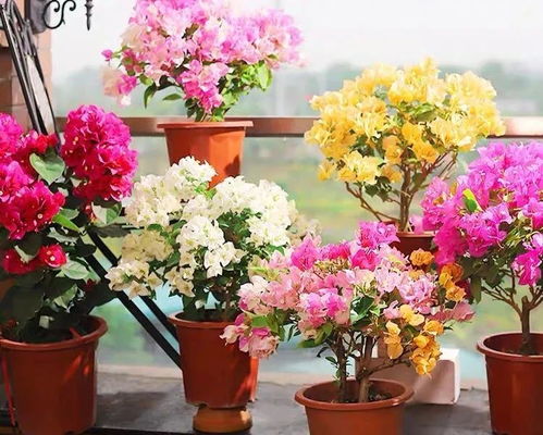 玫瑰花开放时间是几点？光照、温度和湿度