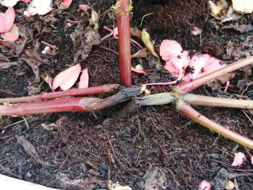 嫁接牡丹，百菌清1号开沟，防治根部病害真的有效吗？