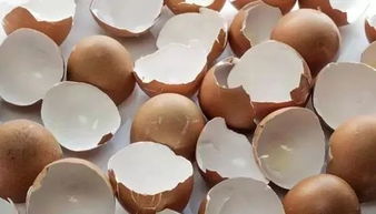 鸡蛋壳的使用方法