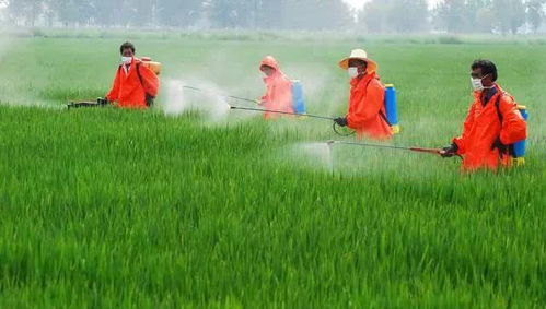 高原环境：藏民的生存智慧