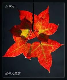 啊，还有哪些叶子像什么呢？