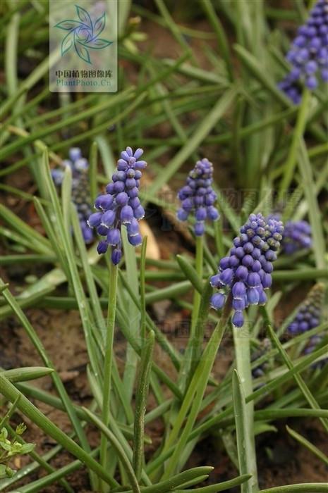 蓝紫色小花的名称
