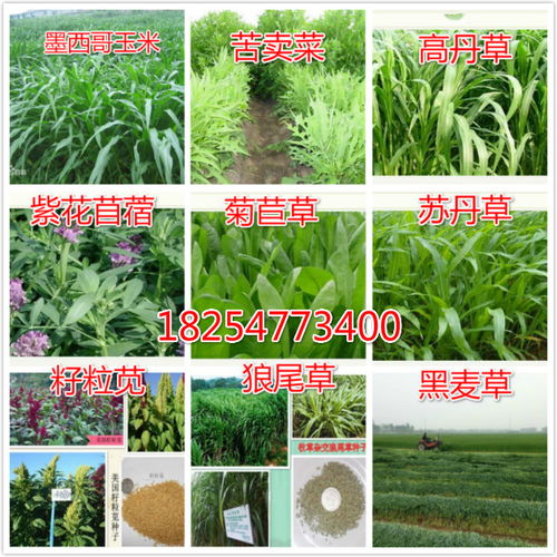 优化种植技术，提升白三叶草产量