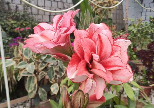 朱顶红开完花，球根怎么养护