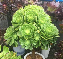 绿羊绒多肉浇水时如何掌握绿绒羊多肉的浇水技巧
