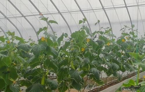 种植技巧大揭秘