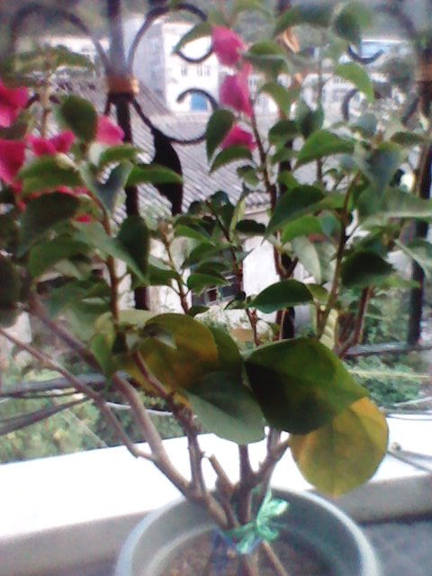 第二步：观察光照