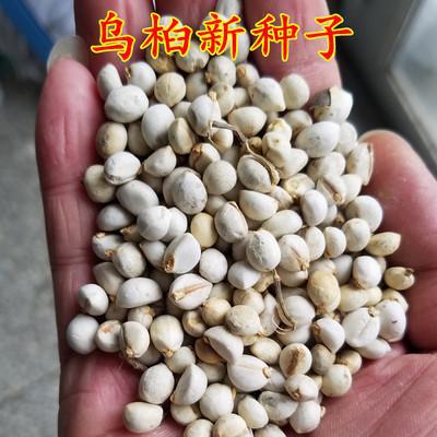 影响白芷种子发芽的因素