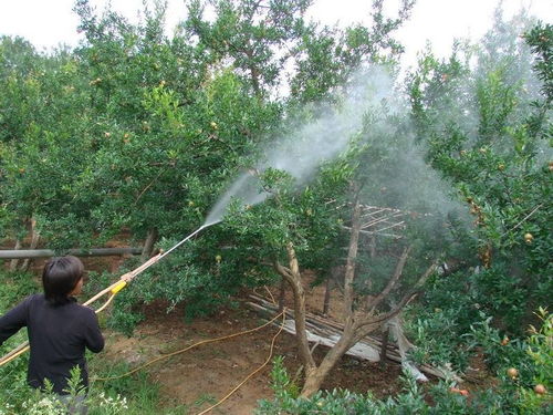 喷药注意事项