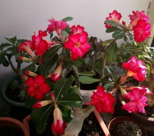 小玫瑰花怎么养才能开花多？掌握这些技巧