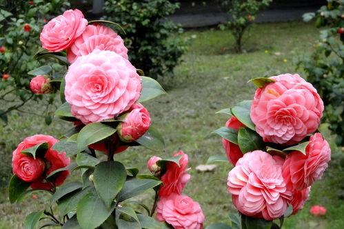 茶花何时绽放？新手养茶花必知开花时间
