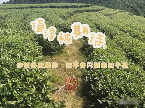 玉树生长旺盛，打造翠绿园林