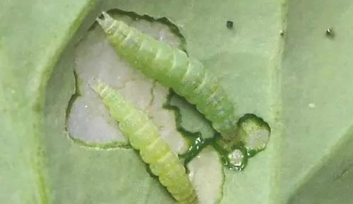 甲维盐治抗性蚜虫效果不佳？