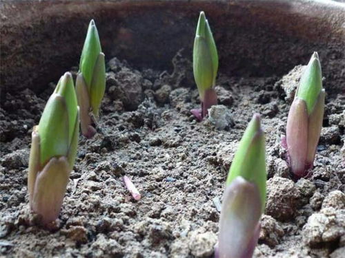 浇浇水，晒晒太阳