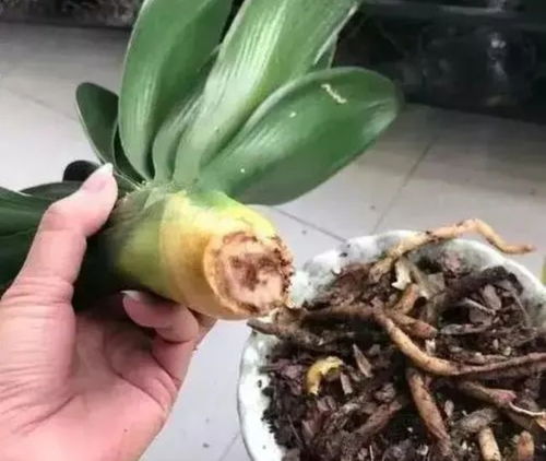 肉质根的花卉， 那些隐藏的宝藏