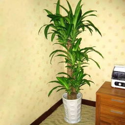 巴西木养护禁忌，养花必看！