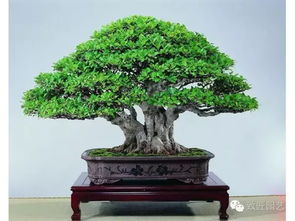 榕树的养护小贴士