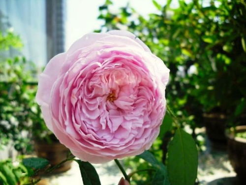 观景台月季， 美得让人心醉