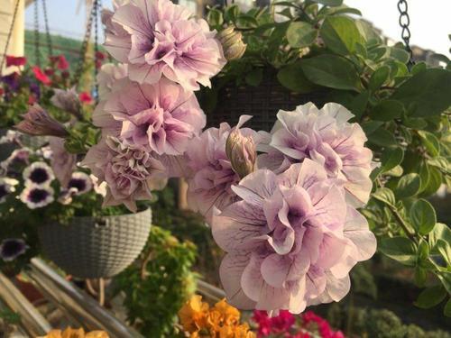 “养好冰淡紫矮牵牛，打造家居花艺新宠”