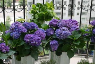 耐寒耐热植物大盘点，告别年年补种，省钱又省心！