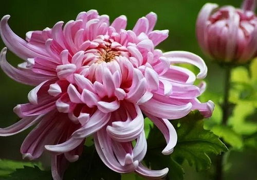 菊花秋天开吗？开花时需要注意哪些问题
