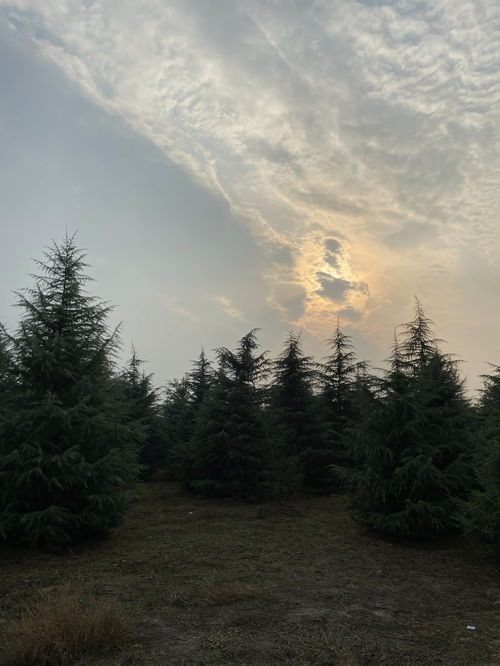 周至雪松3米价格波动的秘密