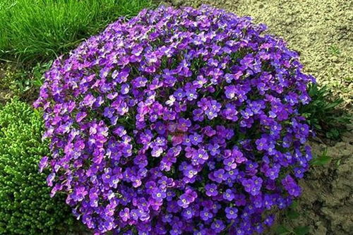 土壤的选择与准备