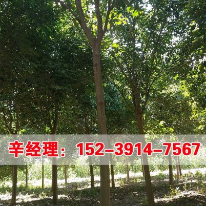 大叶女贞嫁接小知识