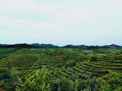 宜章县冬季茶园技术提升：油茶栽培培训班盛大开班