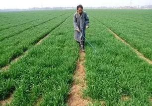 使用时间：讲究时机，效果加倍