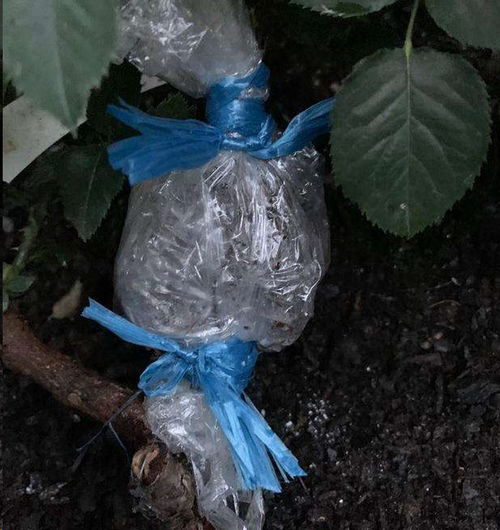 低温地区要小心， 春天再移不迟