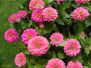 新手从百日草起步