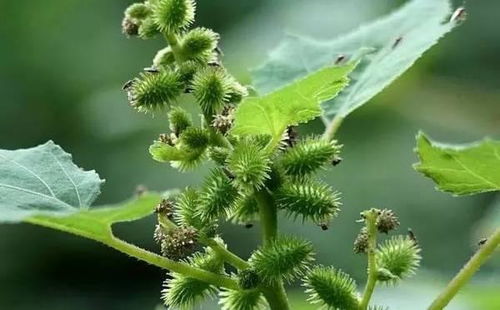 刺苍耳药用价值高，用对是宝