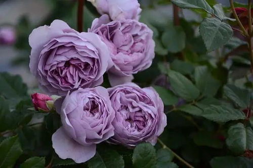 淘汰品种：蜂蜜焦糖、 紫袍玉带、彩蝶