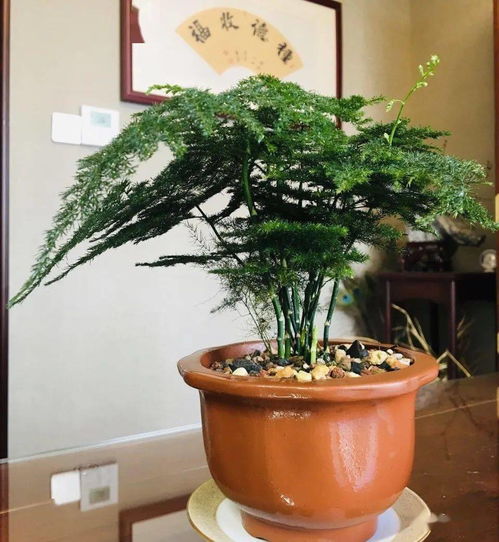 冬养文竹，室内光照佳位，温暖过冬攻略！