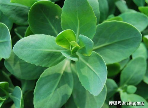 3. 驱蚊草：柠檬香味的驱蚊专家