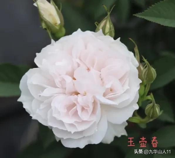 月季花开， 雀啾欢唱