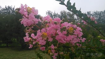 紫薇花的优点多多