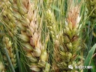 政府出手， 农民损失减少